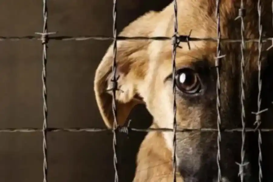 Presentaron un proyecto de ley que aumenta las penas por maltrato animal