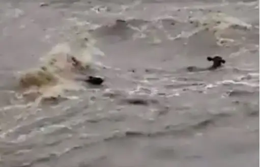Video: las impactantes imágenes del agua arrastrando el ganado 