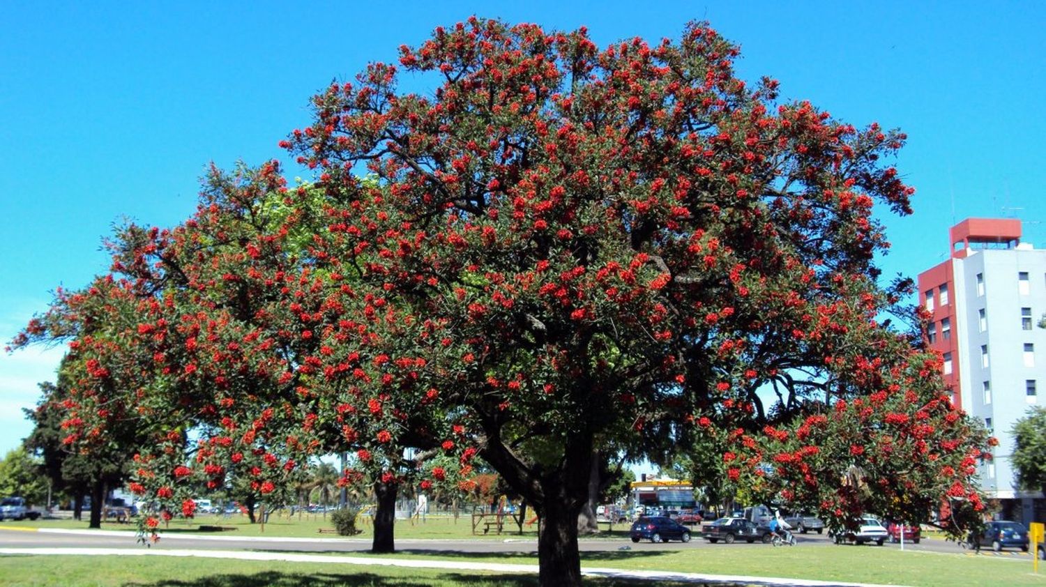 Día del Árbol: Municipios recordaron la fecha de concientización ambiental