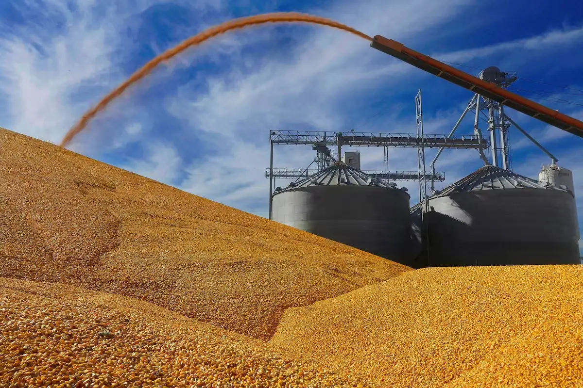 Argentina podrá ser el segundo exportador mundial de maíz, desplazando por primera vez a Brasil