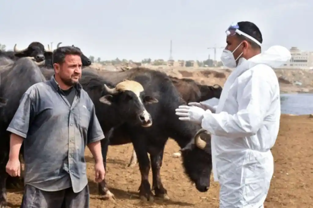 Alerta en Irak por un brote de fiebre hemorrágica del Congo