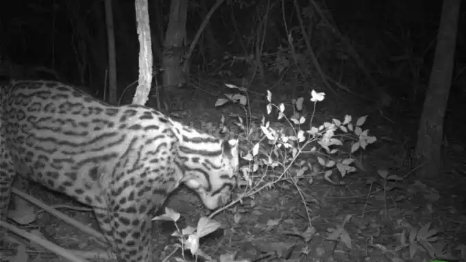 Hallan en Corrientes una especie que se creía extinta