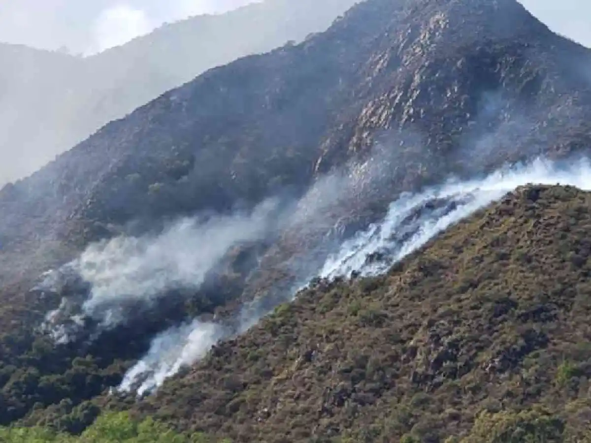 Recuperarán áreas quemadas en  Córdoba con plantines de la Biofábrica de Misiones