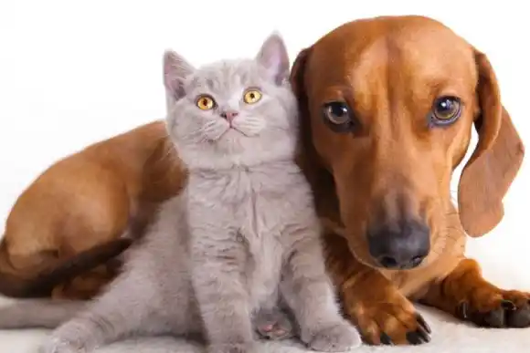 La atención de perros y gatos se centrará en Salud Animal y Zoonosis