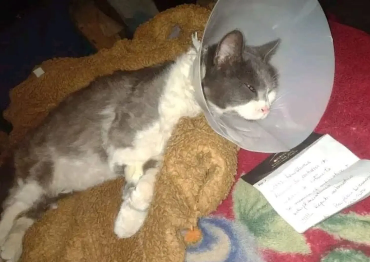 El felino permanece en reposo en su hogar a la espera de continuar con el tratamiento.