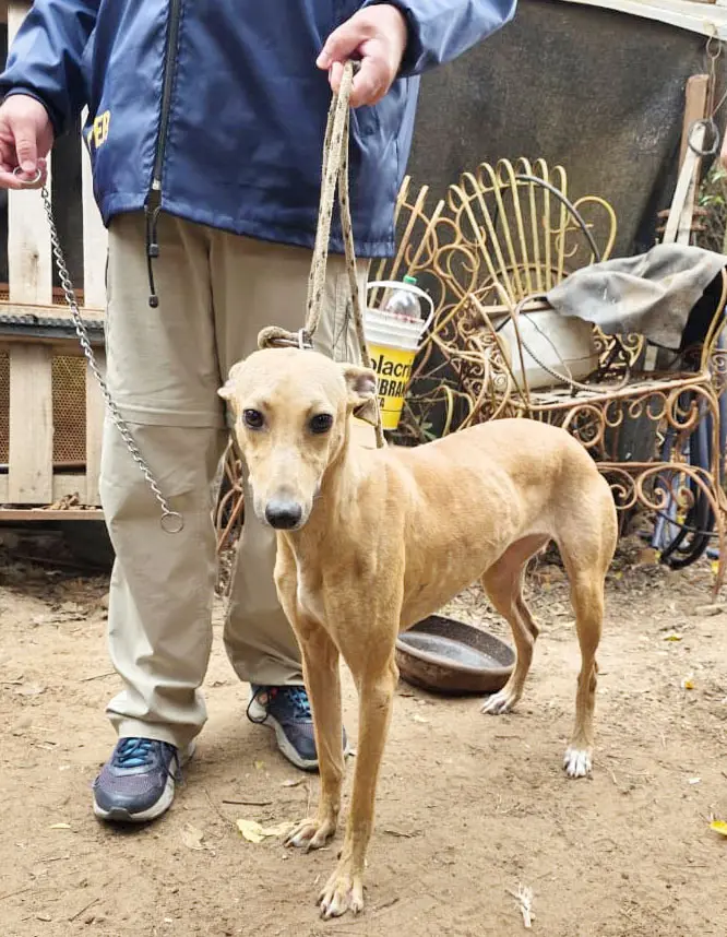 Rescataron perros en estado de abandono tras un allanamiento por maltrato animal