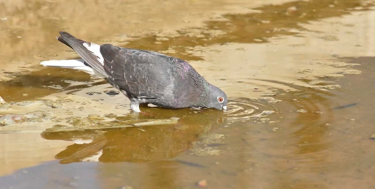 Las palomas pueden poner huevos hasta cuatro veces en el año cuando tienen comida abundante. Más allá de su imagen simpática, pulan en las ciudades, causan enfermedades y daños edilicios. En los campos provocan pérdidas económicas.