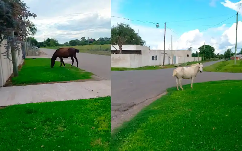 Caballos sueltos en Benefactoras Sampedrinas y Dávila