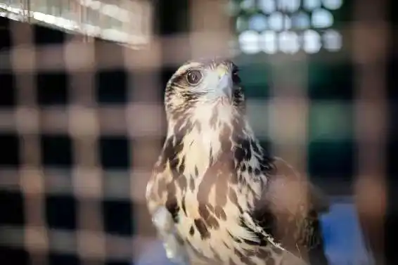 Liberaron un gavilán rescatado
