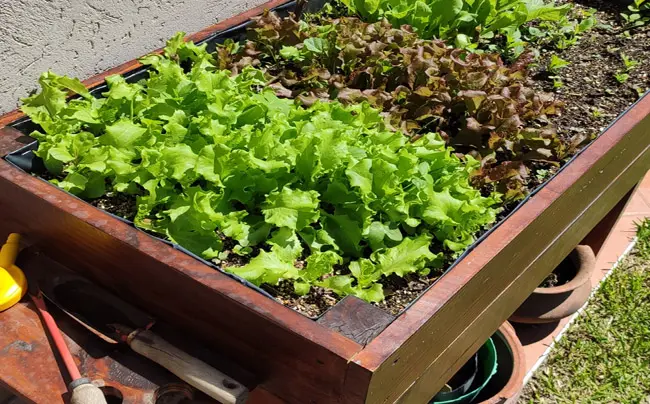 Huerta. Se brindará un taller para la temporada primavera -verano