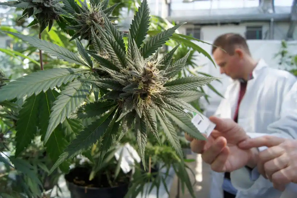 Una clínica de cannabis medicinal comenzará a funcionar en Pilar