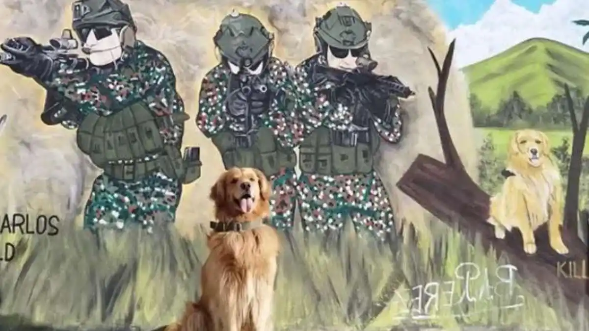 Así vive Killer, el perro más custodiado de Colombia