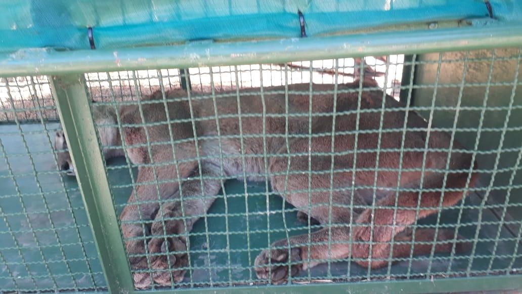 Video: Así atraparon al puma suelto en Ostende