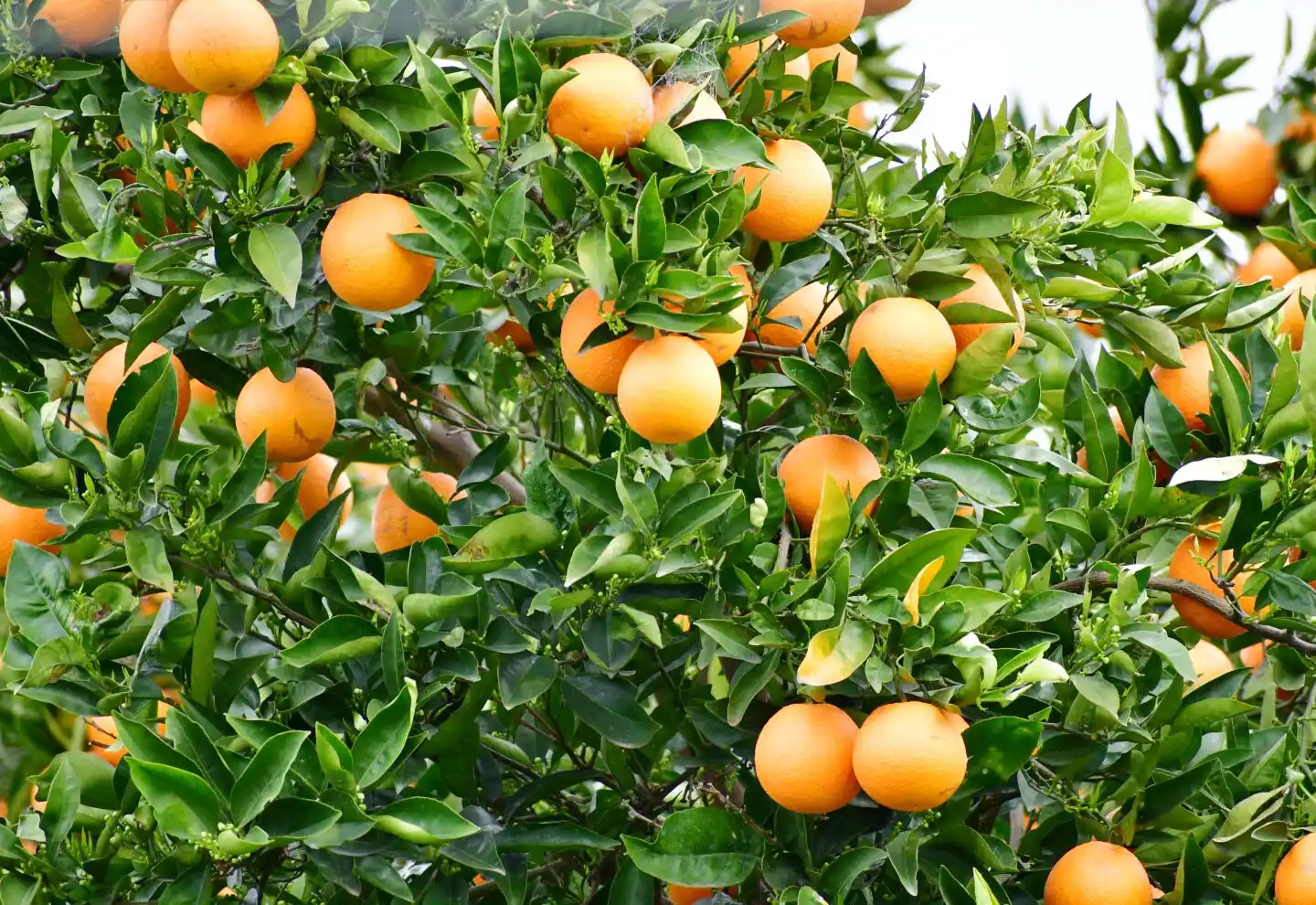 Denuncian a productores de Salto por contratar cosecheros concordienses para pagar menos