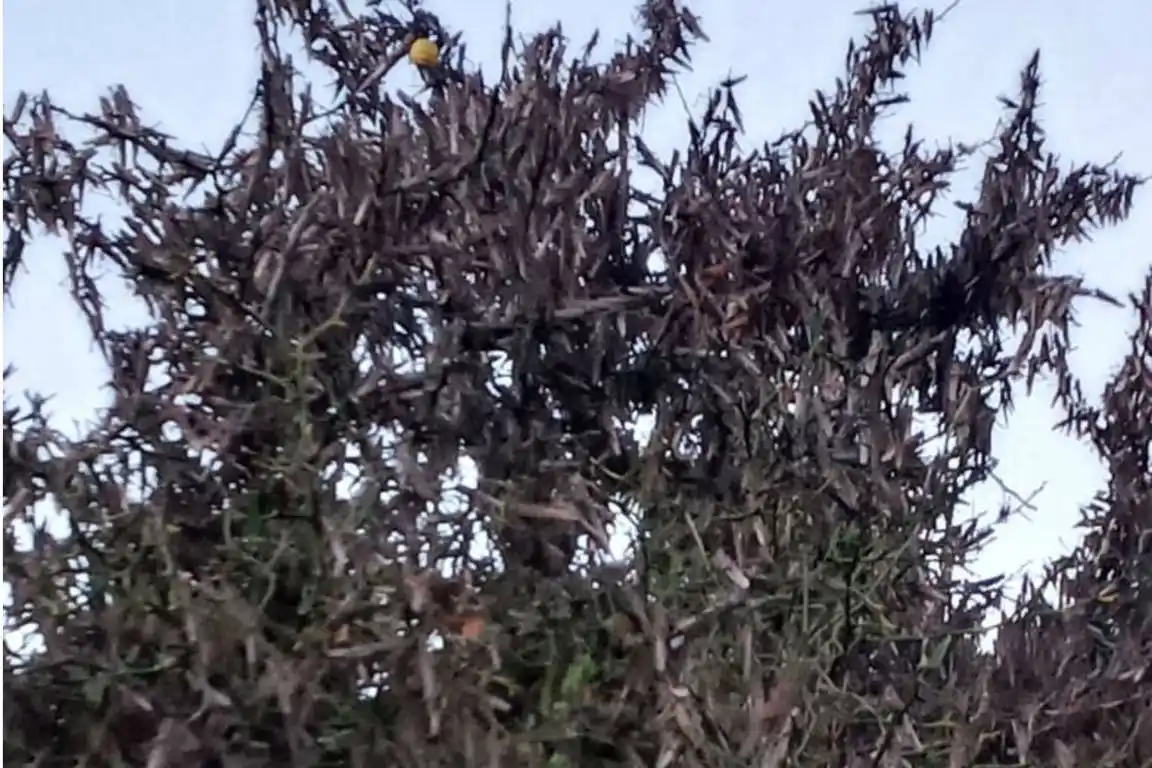 Preocupa la invasión de langostas en Corrientes