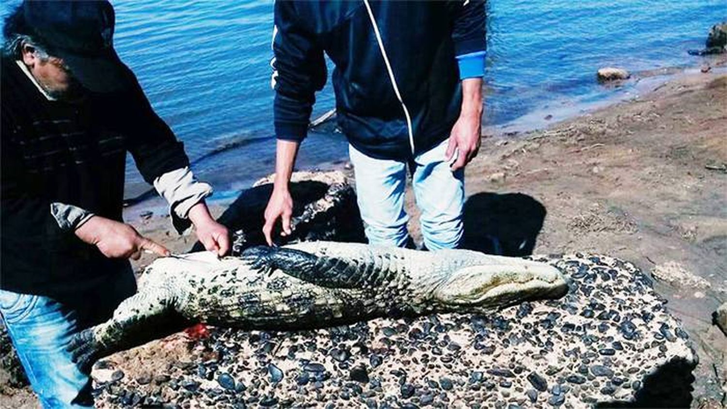 Denuncian a pescadores por faenar un yacaré en la costa del río Uruguay