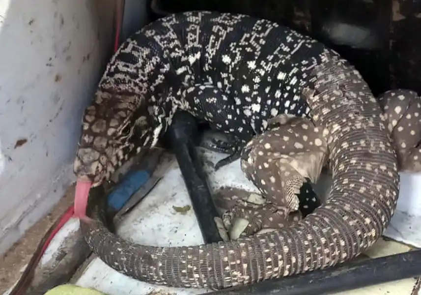 Encontraron un lagarto