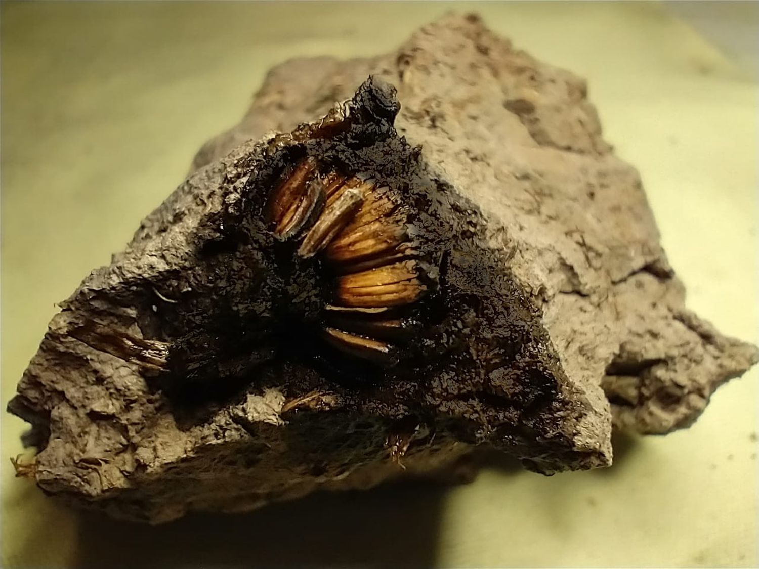 Hallaron en San Pedro una flor que estiman tiene más de 1.000 años de antigüedad