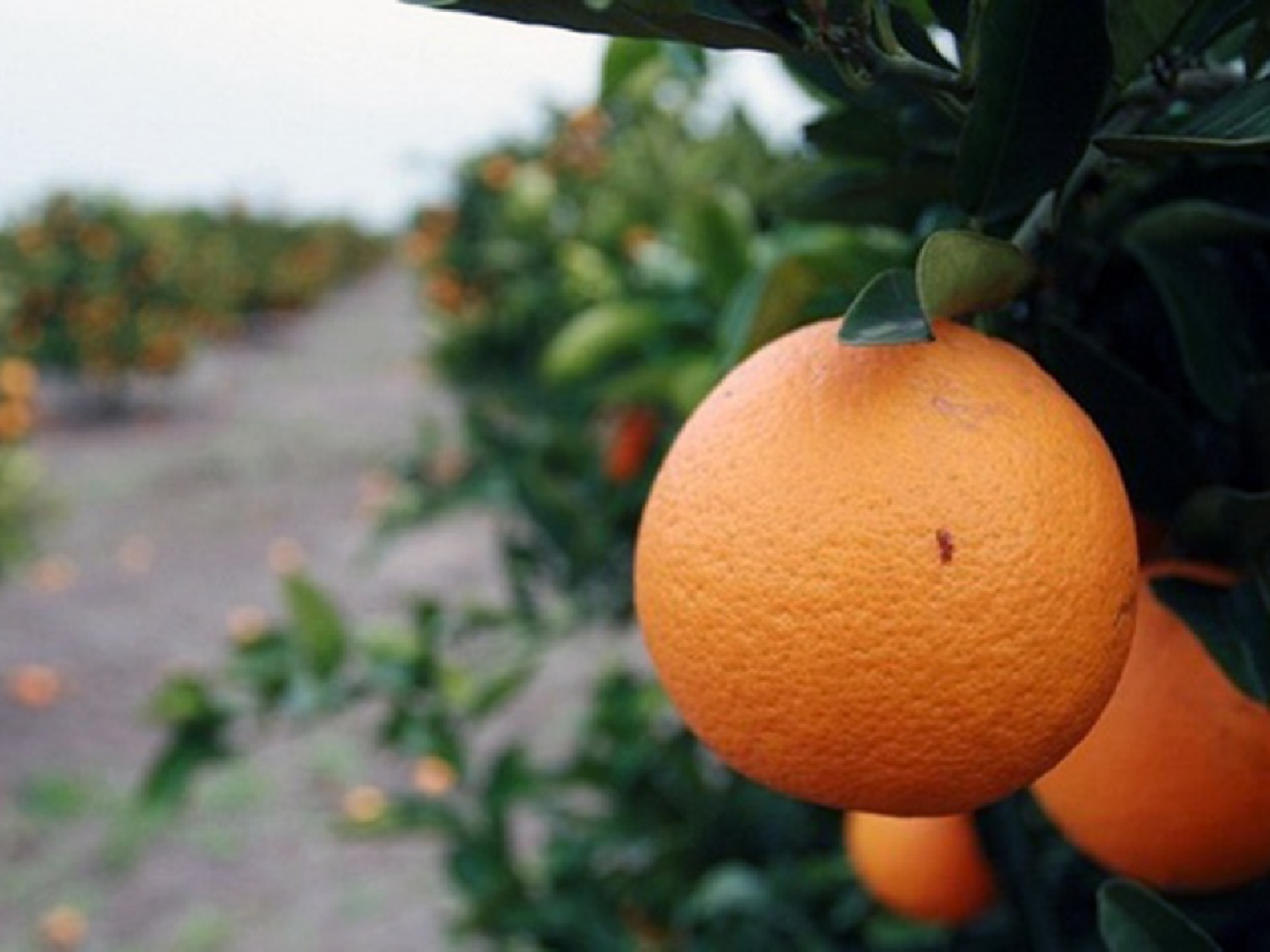 Cooperativa correntina abrirá fábrica de jugos y generará 500 empleos