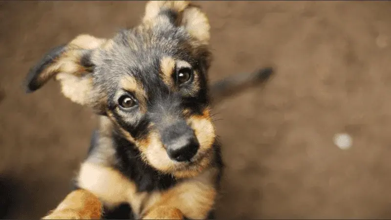 Cada 23 de septiembre se recuerda el Día Mundial del Perro Adoptado.