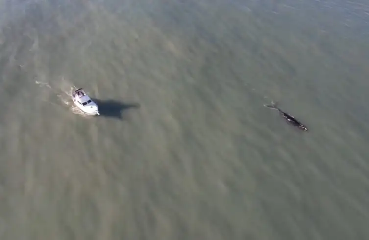 Repudio ante el arreo de embarcaciones a ballenas: "Está prohibido, limita la estadía del animal"