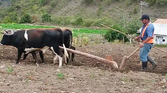 «AHORA HAY BUEYES ARANDO LA TIERRA»: las consecuencias de la falta de gasoil en Venezuela