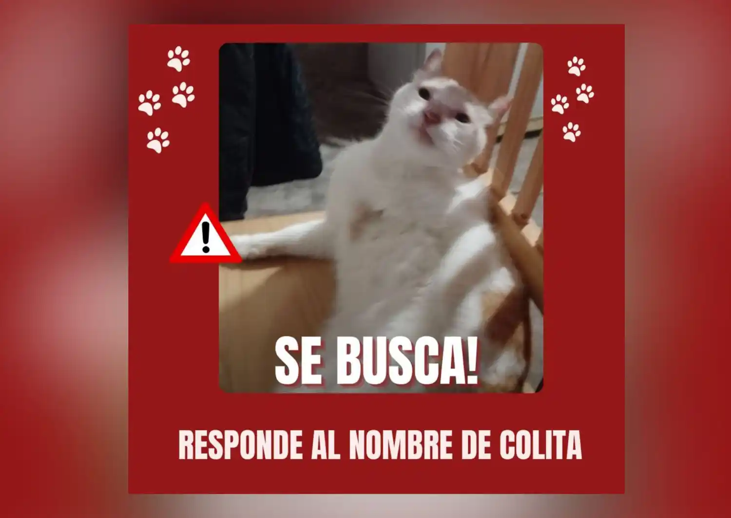 Dueños buscan al gatito Colita
