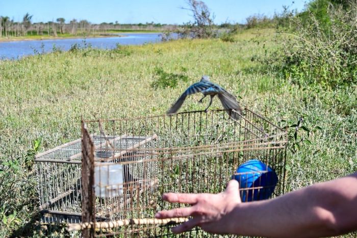 Control de Fauna: más de 300 aves liberadas</p><p>Foto: PGPSF