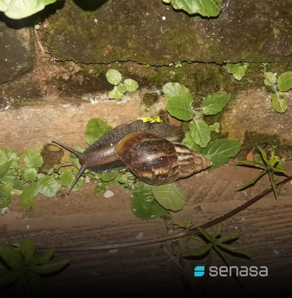 Alerta en el país por presencia de caracoles africanos que transmite enfermedades