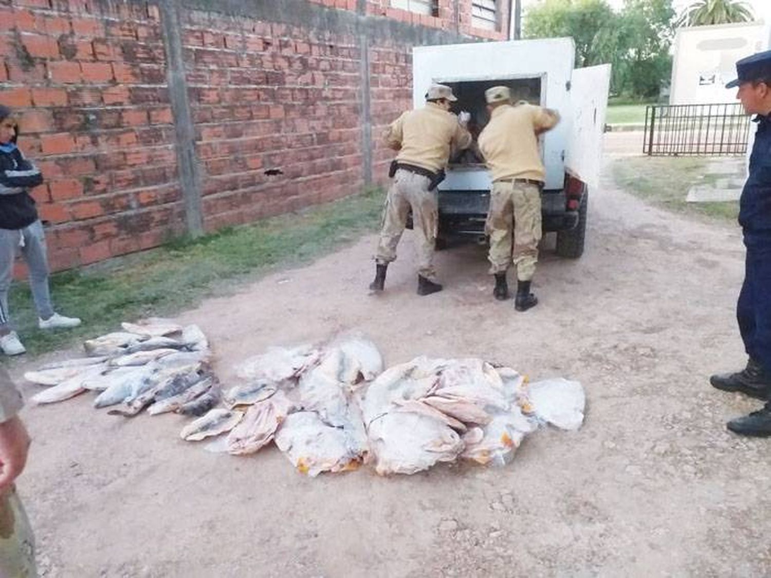 Decomisan más de  100 pescados de río por  infracción a la ley de pesca