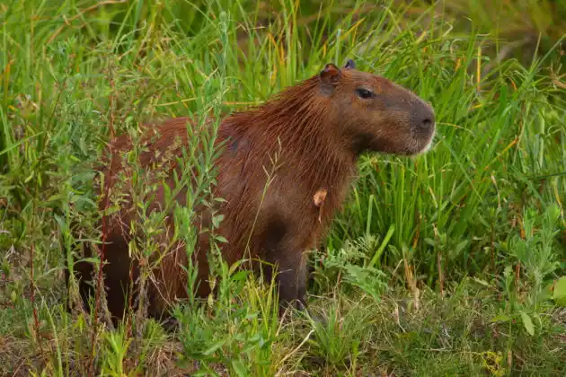 El Gobierno quiere trasladar los carpinchos a un “santuario” en el Delta