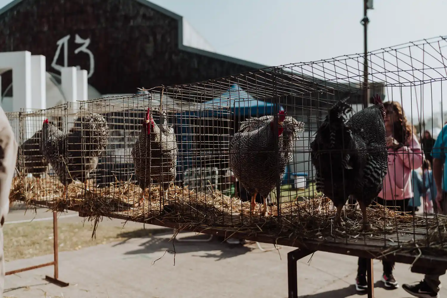 Rafaela celebró el centenario de la jura de animales de granja por estándar