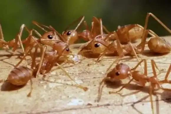 Las especies invasoras avanzan con la globalización y el calentamiento