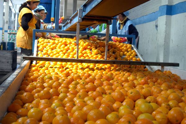 Brindarán ayuda financiera a la producción lechera y citrícola