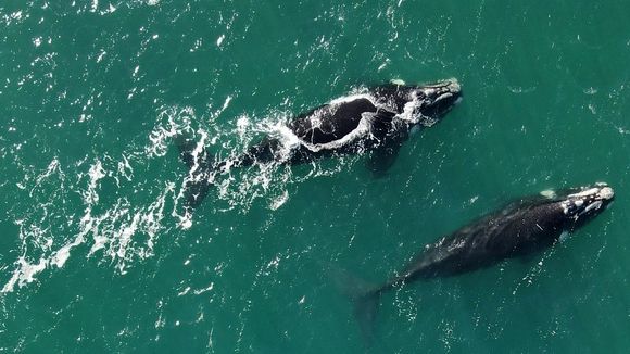Avistamiento de ballenas en el balneario Arenas Verdes