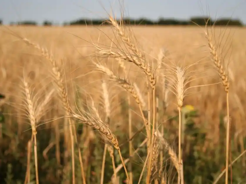 Buen comienzo y mejor perspectiva para la campaña triguera