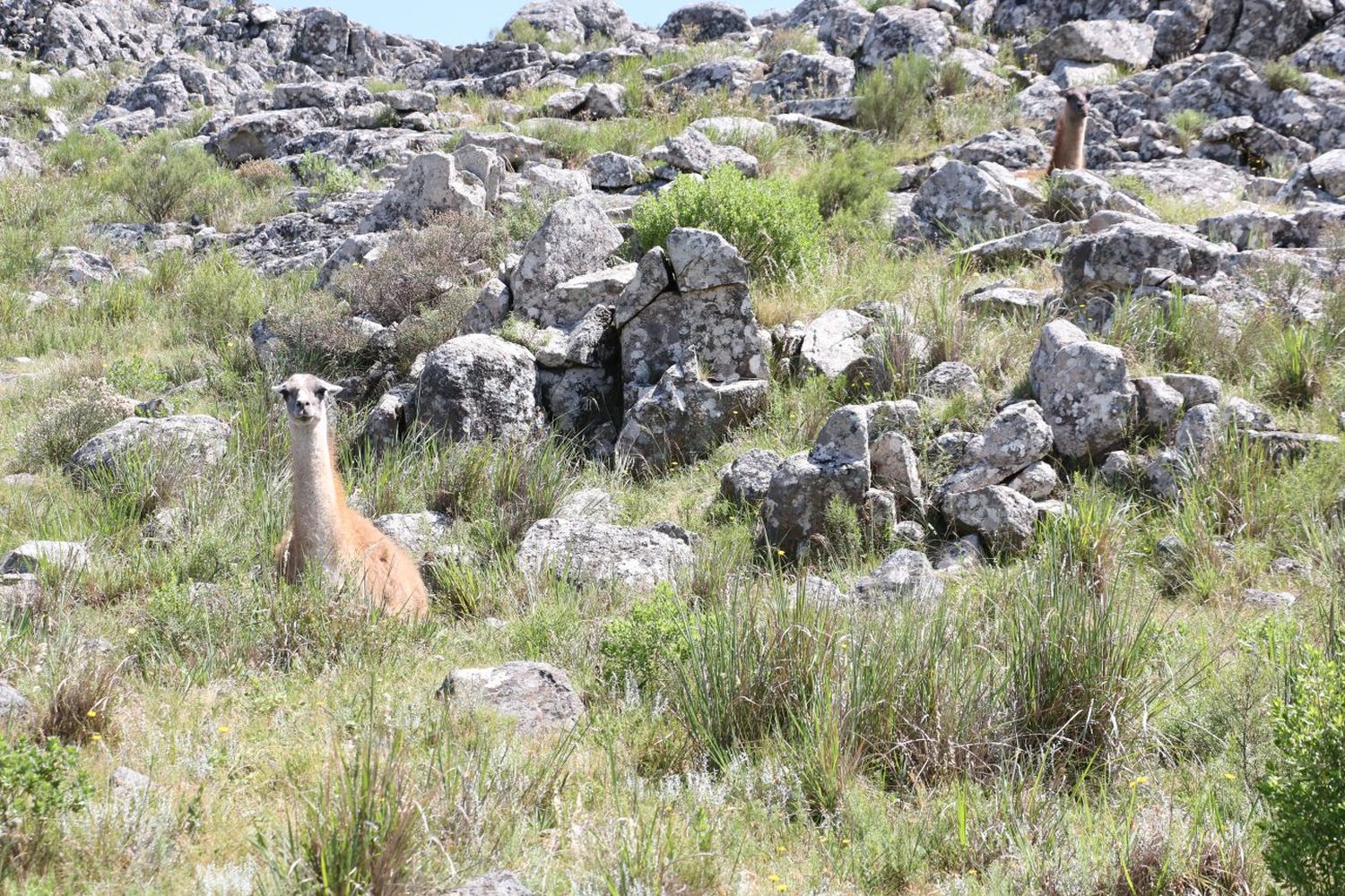 Continúa la investigación por la aparición de animales muertos en Sierra del Tigre