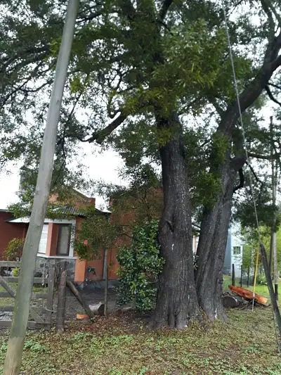 Árbol peligroso