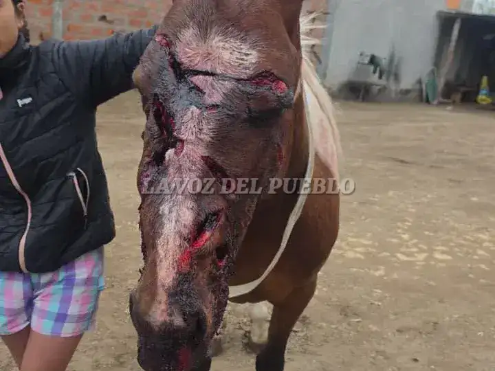 maltrato animal - 1