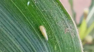 La caída productiva en la campaña maicera a causa de la chicharrita