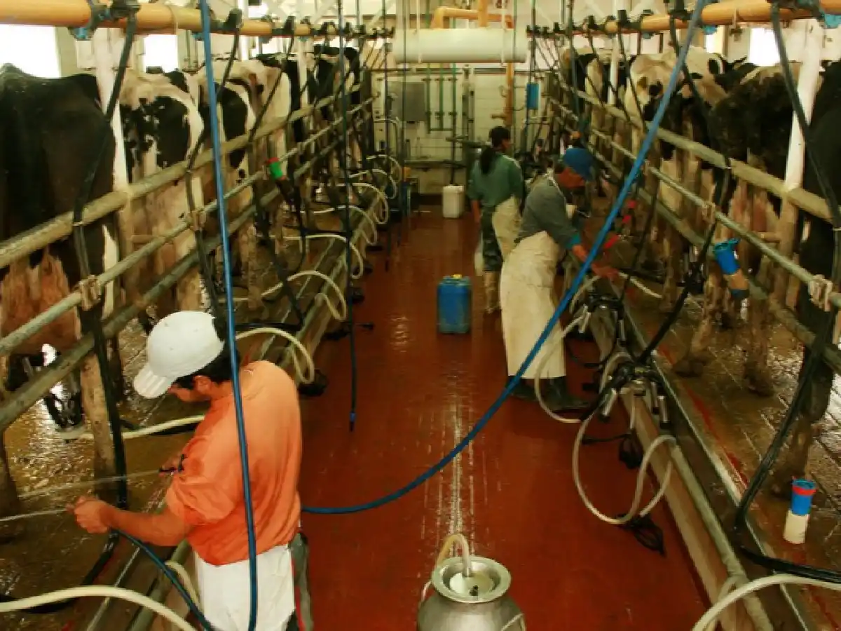 Más de 200 tamberos dejaron de entregar leche a Sancor y se agrava su situación