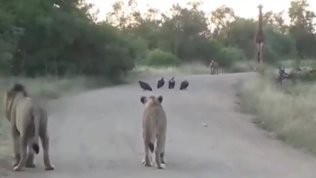 Encuentro salvaje
