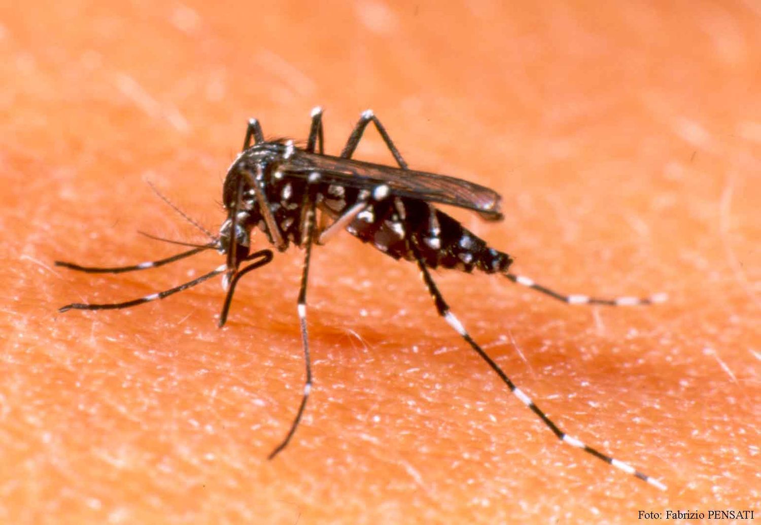Mosquito transmisor Aedes aegypti