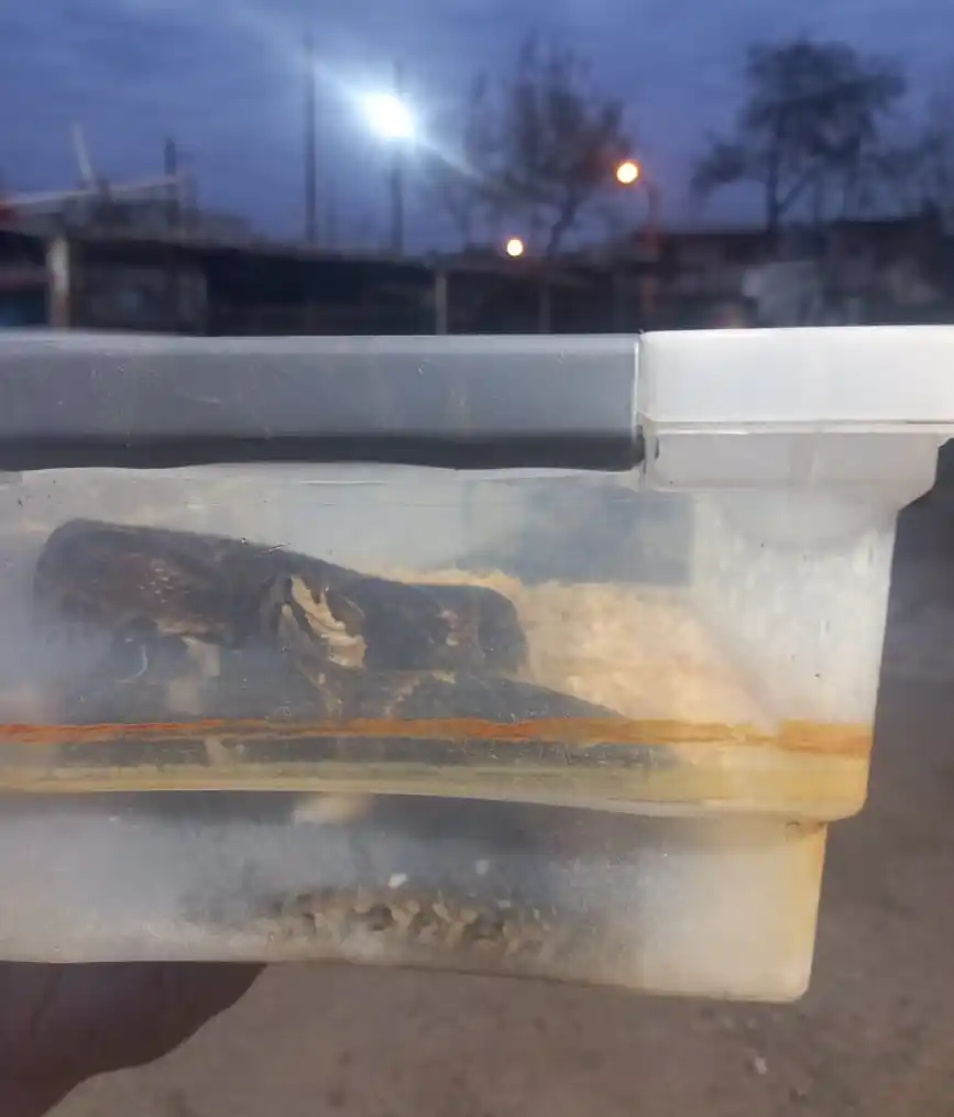 Víbora comunicado municipal