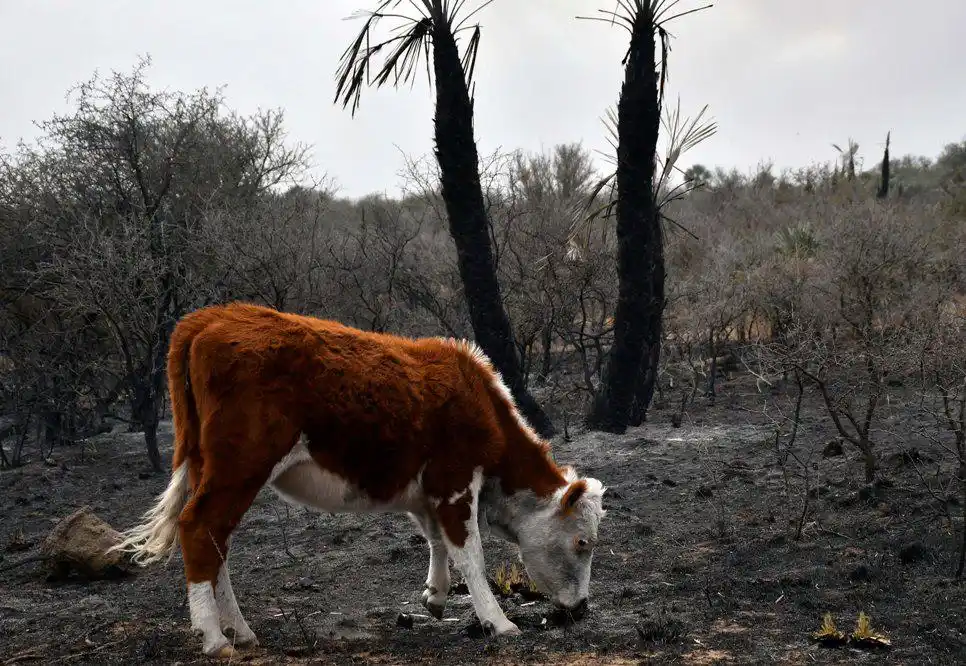 Corrientes: Hereford donará semen de importantes toros