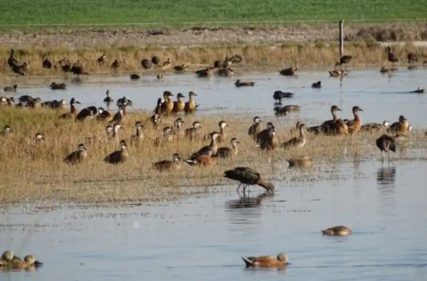 Provincia lanzó un programa para trabajar en la conservación de humedales