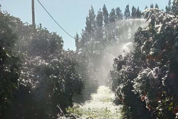 Ola de frío: las temperaturas bajo cero y las heladas en San Pedro con registro histórico