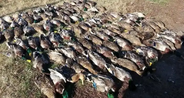 Secuestraron 50 patos depredados en San Javier