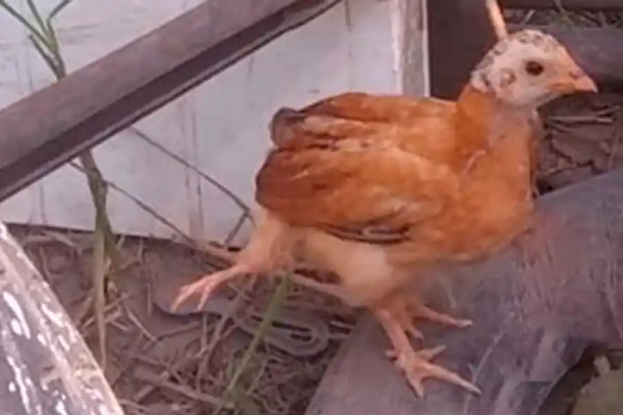 Nació un pollo con cuatro patas en Paraná