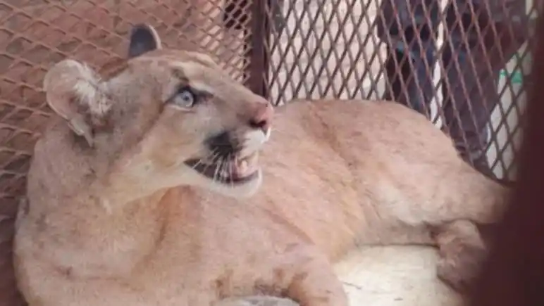 Un puma se "paseó" por un pueblo santafesino y se metió en el patio de una casa con nenes